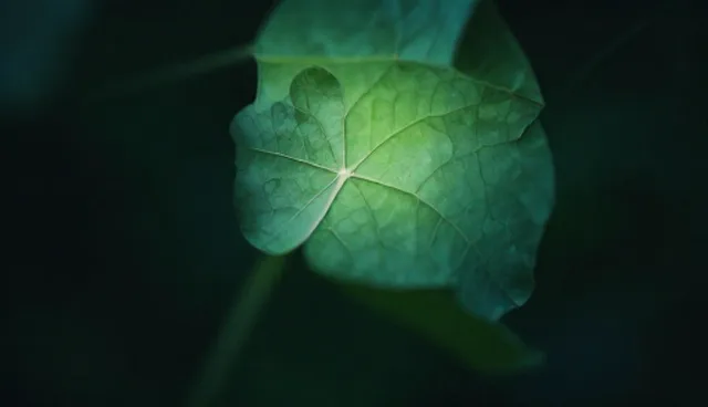 医疗技术服务中实际取舍对诊疗结果的影响